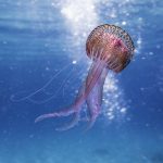 Великолепные медузы